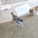 개이쁘댕 이미지