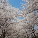 송광사&벚꽃길 | 송광사벚꽃길 방문 후기: 아름다운 봄날의 기억