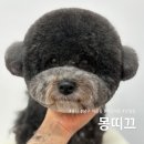 몽띠끄 | 울산 애견미용 잘하는 곳 몽띠끄 푸들미용 재방문 후기