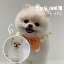 오늘도이쁘개 이미지