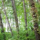 통나무숲속마을 이미지