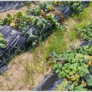 창규농장 이미지