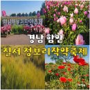 칠서-4 | 함안 칠서 청보리 작약 축제 5월 부산 경남 축제 실시간 개화상태 꽃놀이 추천