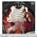 Stomatitis(구내염)
