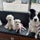 뽀뽀뽀하개 이미지