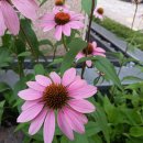 진맥잘보는한의원 이미지