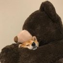 야옹아멍멍해봐 네이버블로그