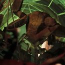 Harmony-Ge 이미지