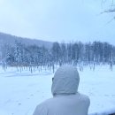 버스투어, 료칸 모리노료테이 퍼스트클래스 105호 후기 (feat. 크리스마스 트리, 홋카이도랩 프리미엄...