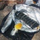 비둘기길 이미지