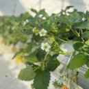 알로큰농장 이미지