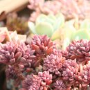 조안농장 이미지