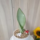 문샤인 카카오 검색결과