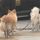 다미 | 오산돌짜장 맛집 오산 다미식 후기