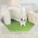진천축산업협동조합동물병원 | 진천 강아지분양 눈물 없인 볼 수 없는 요크셔테리어분양 후기