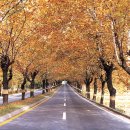 청주가로수길 이미지