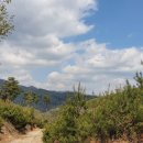 용문산 은행나무길(물소리길 6코스) 이미지