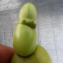 부엉이 농장 이미지