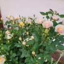 로그캐빈다래 이미지