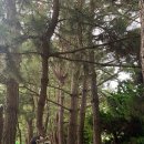 세븐일레븐 동해한섬해변점 이미지