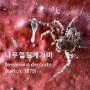 나무껍질게거미 이미지