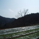 압곡1구 Daum카페