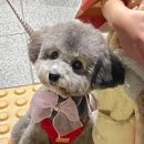 펫파크 이미지