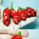 칠리월리고추 이미지