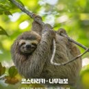 나무와늘보