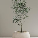 올리브비어 이미지