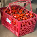 강동농협 | [강동농협] 농업체험단 1일차 후기