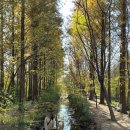 천년숲서로(서) 이미지