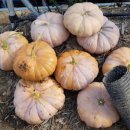 매화농장 이미지