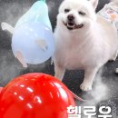 웬만해선 개들을 막을 수 없다 네이버블로그