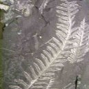 봄이 온다고 기지게피는 ...... :Japanese Lace &amp; Holly Ferns 이미지