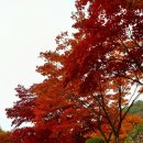 배론성지 관광안내소 | 여행장소추천 _ 곱게 물든 단풍이 가득한 제천 배론성지 (2025.11.8)