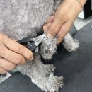 목동애견미용학원