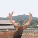 성환엘크사슴농장 이미지