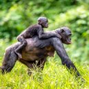 보노보 이미지