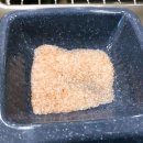 싱싱장어 이미지