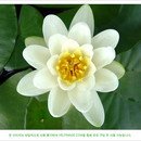 독신자는 한쪽 날이 부러진 가위처럼 불완전한 존재? 이미지