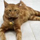 노란왕방울 목걸이한 고양이를 찾습니다! 안양시/이름은 재규어/제보 꼭 부탁드립니다! 이미지