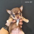 파주운정강아지분양 호야펫 이미지