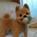 흰그루밍 이미지
