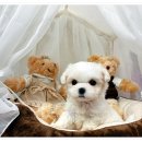 광주강아지분양 애견분양 마마스미독 광주점 이미지