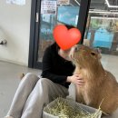 수달앤쥬 | [카피바라 여행 기록 2] 카피바라가 있는 수원 수달앤쥬 방문 후기