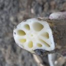 영천농장 이미지