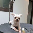 뽀뽀애견센타