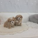펫아미 강아지분양 고양이분양 동탄점 | 동탄펫아미 소중한 아가들 말티푸분양