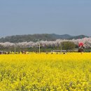 25년4월19일(토)창녕 낙동강 봄꽃(유채튤립)33만평 둘레길 관광 트레킹(경남 창녕) 이미지
